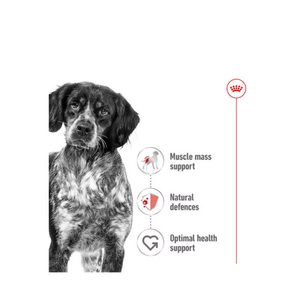 ROYAL CANIN MEDIUM ADULTO - Image 2